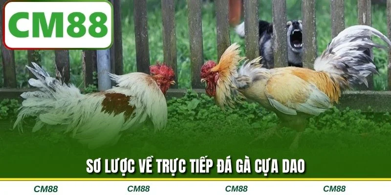 Sơ lược về trực tiếp đá gà cựa dao
